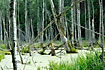 Dead trees from a flooding caused by beavers