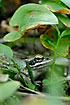 Frog (Rana sp.) hiding under leaf