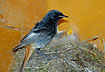 Male Black Redstart is feeding young at nest