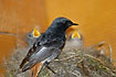 Male Black Redstart feeding young