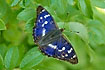 The blue iridescent color seen on the male wings