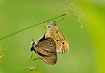 Mating butterflies on grass