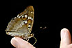 Butterfly sucking sweat from finger with its yellow tongue
