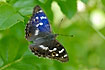 The blue iridescent color seen on one of the male wings