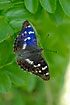 The blue iridescent color seen on one of the male wings