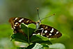 Lesser Purple Emperor with sun through the wings