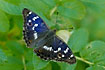 The blue iridescent color seen on the male wings