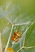 Shield Bug crawling among seeds