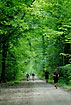 Runners and hikers use the long straight forest paths