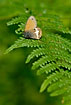 Photo ofPearly Heath (Coenonympha arcania). Photographer: 