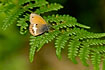 Photo ofPearly Heath (Coenonympha arcania). Photographer: 