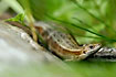Pregnant lizard in the grass