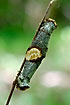 Photo of Buff-tip  (Phalera bucephala). Photographer: 
