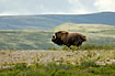 Musk Ox running in the mountains