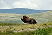 Musk Ox running in the mountains