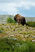 Musk Ox from mountain top