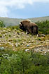 Musk Ox eating leaves and grasses