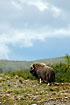Musk Ox in the mountains