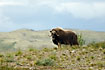 Musk Ox with a goatlike expression