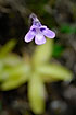The insect-eating Butterwort