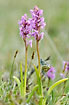 Alpine Blues mating on orchid (Gymnadenia conopsea)