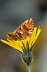 Cranberry Fritillary resting in yellow flower