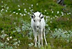 White Caribou young