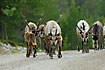 Caribou using the gravel roads for easy transport