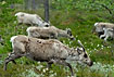 Caribou in speed