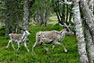 Caribou mother and young in the forest