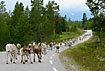 Caribou in a large group on the road