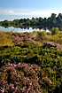 Flowering heather near the lake