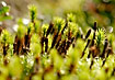Mosses probably Polytrichum commune backlit