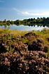 Flowering heather close to the lake