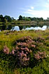 Flowering heather at the lake