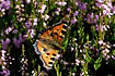 Butterfly sucking nectar on heather