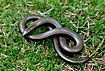 Slow worm wrapped in a number eight form om moss