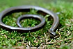 Slow worm curled up
