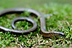Curled up slow worm with its tongue out