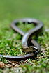 Slow worm on moss