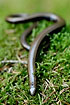 Slow worm on moss on the forest floor