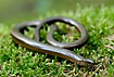 Slow worm on moss carpet on the forest floor
