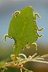 Wasp larvae with raised abdomen eating leaf - coordinated work