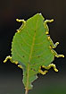 Wasp larvae in a coordinated attack on a leaf