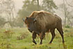 Young bison on meadow in morning light - farm animal