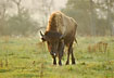 Young bison on meadow - farm animal