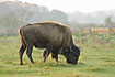 Bison eating grass on meadow - farm animal