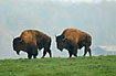 Bisons on meadow - farm animal