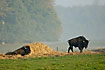 Young bisons in morning mist - farm animal