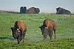 Bisons - farm animals